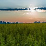 Oregon hemp production lawsuits may offer lessons for farmers
