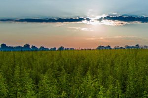 Oregon hemp production lawsuits may offer lessons for farmers