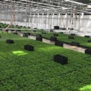 Top ornamental greenhouse operation ColorPoint making transition to hemp