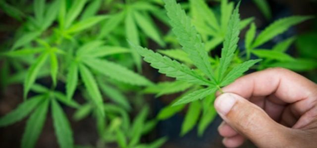 Will New Zealand Pass the Referendum on Cannabis Legalization?