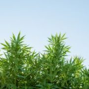 48North Cannabis Corp: Canada’s Largest Outdoor Cannabis Farm Could See Shares More Than Triple