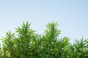 48North Cannabis Corp: Canada’s Largest Outdoor Cannabis Farm Could See Shares More Than Triple