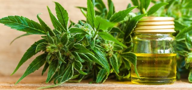 CBD Sales Are Legalized in South Africa