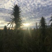 Hemp farmers tailoring new genetics for different growing regions throughout US