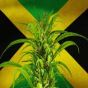 Jamaica Requests U.S. Government to Ease Cannabis Banking Laws