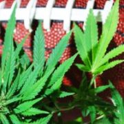 Marijuana News Today: CRON Stock Soars, Sports Could Open Door for Pot Use