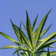 Marijuana News Today: Pot Companies Near Profitability, Share Prices Could Soar