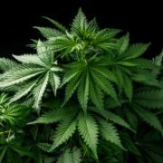 Marijuana News Today: Pot Empire Expands in the U.S.