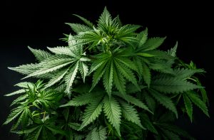 Marijuana News Today: Pot Empire Expands in the U.S.