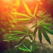 Marijuana Stocks Rebound: Are These Pot Stocks Ready for a Comeback?