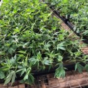 Shortage of CBD seeds, clones will leave some farmers out of hemp game this year