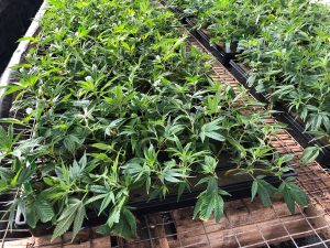 Shortage of CBD seeds, clones will leave some farmers out of hemp game this year