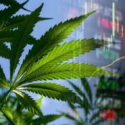 Switzerland Witnesses Huge Cannabis Demand