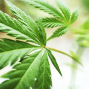The Economic Benefits of Legalizing Weed