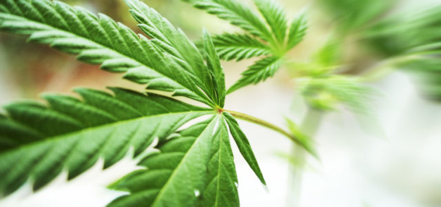 The Economic Benefits of Legalizing Weed