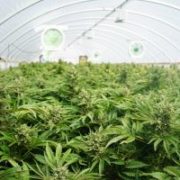 TLRY Stock Prediction: Tilray Inc is Rallying Strong, But Is it Sustainable?