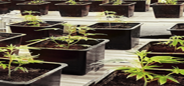 Want to Grow Your Own Cannabis? Get Ready to Fight ‘Big Marijuana’