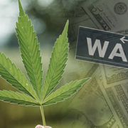 3 Marijuana Penny Stocks That Are Actually Major Players