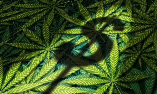 Another pot play: Cannabis producer Sundial Growers files for a $100 million US IPO