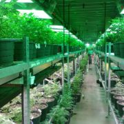 Cannabis Legalization Done Right: Colorado – Now a $1 Billion Industry