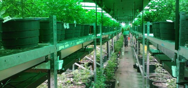 Cannabis Legalization Done Right: Colorado – Now a $1 Billion Industry