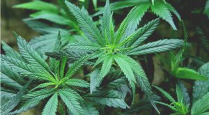 Cresco Labs’ 56 marijuana dispensaries around the country soon will have the same name: Sunnyside