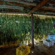 Hemp farmers searching for flower-storage solutions