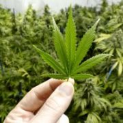 IIPR Stock: Marijuana REIT May Face Trying Times Ahead, But It’s Still Fantastic