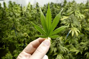 IIPR Stock: Marijuana REIT May Face Trying Times Ahead, But It’s Still Fantastic