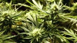 Large US study suggests teen marijuana use dropped following recreational legalization