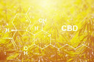 Marijuana News Today: CBD Market Could See Huge Growth for Investors