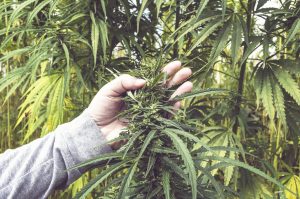 Marijuana News Today: New Study Could Help the Push Toward Legalization