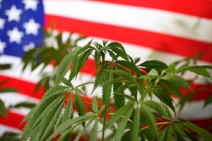 Marijuana News Today: The U.S. Senate Could Help Jump-Start Pot Stocks