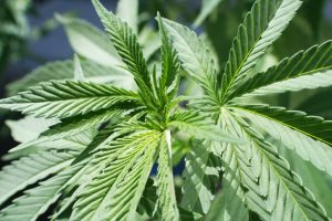 Marijuana News Today: These Institutional Investors Just Went Bullish on Pot