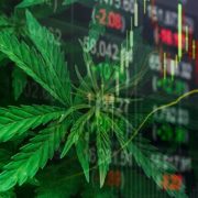 Marijuana Stocks Continue to Bring in the Bulls
