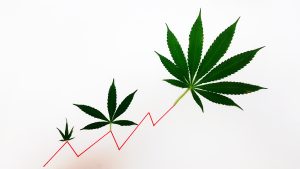 MYM Nutraceuticals Inc: Cannabis Stock Selloff Has Put MYMMF Stock in a Better Range