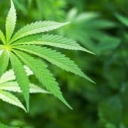 Scientists unlock the secrets of marijuana’s pain-relief potential, study says