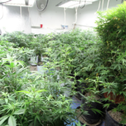 U.S. Growing Largest Marijuana Crop in 5 Years