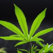 US growing largest crop of marijuana for research in 5 years