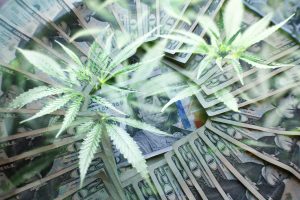 Wall Street’s Increasing Presence in Pot Will Spark Huge Growth Among Marijuana Stocks