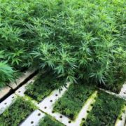 What is hemp? Industry members debate which cultivars fit federal definition