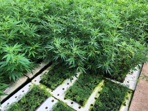 What is hemp? Industry members debate which cultivars fit federal definition