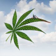 ACB Stock: Aurora Cannabis Inc Climbs Following Revenue Guidance