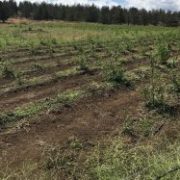 Damaging hailstorm hits Oregon hemp farms, causes potentially millions in losses