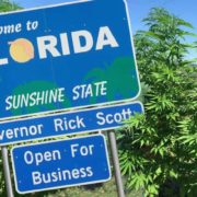 Florida legalized hemp. Now prosecutors are dropping marijuana charges and retiring dogs