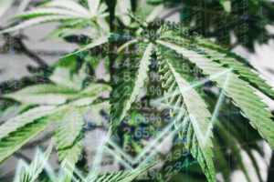 Get Set For a Great Buying Opportunity for Marijuana Stocks