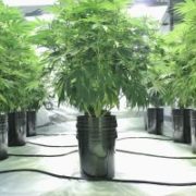 GrowGeneration Corp: Cannabis Stock Up 123% in 2019, Reports Record Q2 Revenue and Net Income