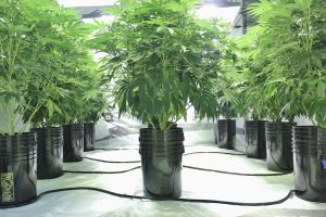 GrowGeneration Corp: Cannabis Stock Up 123% in 2019, Reports Record Q2 Revenue and Net Income