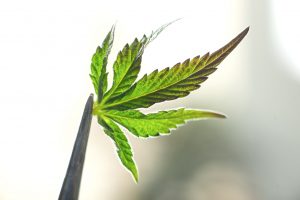 Marijuana News Today: Pot Prices Fluctuate, Weed Stocks Fall