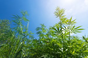 MariMed Inc: U.S. Cannabis Stock Soars on New Developments